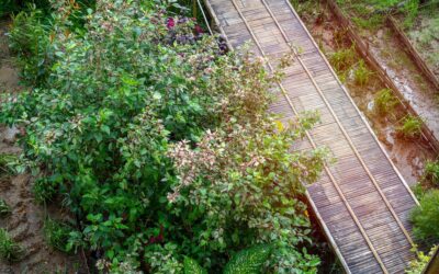 Beautiful and Built to Last: How to Design a North Atlanta Landscape That Performs